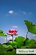 Address Book. (Flower Edition Vol. 38): Glossy and Soft Cover, Large Print, Font, 6" X 9" for Contacts, Addresses, Phone Numbers, Emails, Birthday and More.