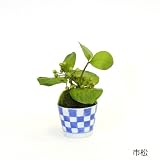 観葉植物 ミニ盆栽 フェイク 造花 ♪【カップボン】サンキライ×そばちょこ＜タイプ：点十草＞♪ インテリアグリーン アーティフィシャル