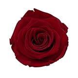 KIARA プリザーブドフラワー ローズ Ｌサイズ/5-5.5cm (8輪入り)　レッド