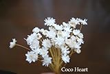 ~Coco Heart~　スターフラワーブロッサム　ホワイト　50本　（木の実・ドライフラワー）