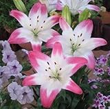 スカシユリ　ロリーポップ　２球入