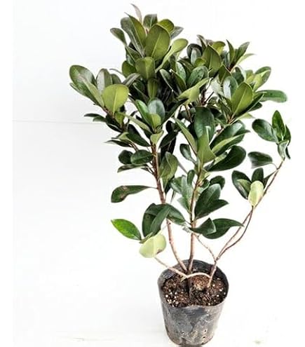 Amazon.co.jp: ヒメシャリンバイ 5本 : DIY・工具・ガーデン
