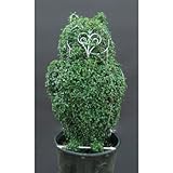 トピアリー・フクロウ(キンメツゲ(金芽ツゲ)) 植木