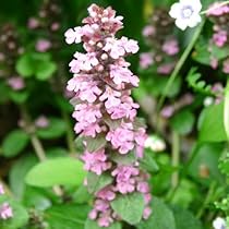 Amazon.co.jp: ハッピーガーデン 花苗 アジュガ チョコレートチップ 1