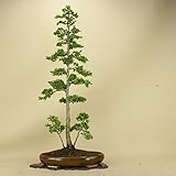 津山桧/ツヤマヒノキ 中品盆栽 （松柏盆栽）（いよじ園 伊予路園）