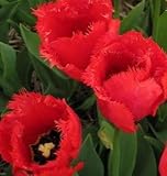 チューリップ　クリスタルビューティ　５球入