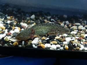 Amazon ウーパールーパー マーブル 安心飼育サイズ ブリーダー倶楽部 生き物 通販