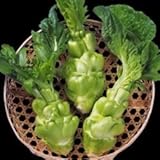 国華園　野菜たね　ザーサイ　1袋(200粒入)【※発送が国華園からの場合のみ正規品です】