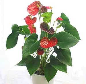 Amazon Co Jp アンスリューム アンスリウム 鉢植え 赤色系 お洒落な観葉植物 花 ギフト Diy 工具 ガーデン