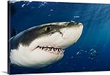 Dave Fleethamプレミアムシックラップキャンバス壁アート印刷題名メキシコ、グアダルーペ島、ホオジロザメ 24" x 16" 1404746_24_24x16_none