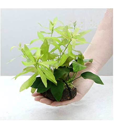 【特大】ミクロソリウムプテロプス 溶岩石活着済+おまけ Amazon.co.jp: （水草）ミクロソリウム プテロプス付 穴あき溶岩