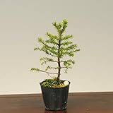 苗：赤芽蝦夷松