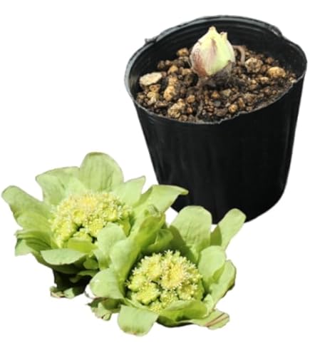 Amazon.co.jp: ワラビ 素掘り苗 山菜苗/シダ植物/蕨▽紫桜館山の花屋