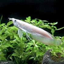 アルビノシルバーアロワナ