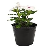 花市場直送便 花苗 日々草 白 8入