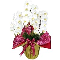 Amazon Co Jp 売れ筋ランキング 胡蝶蘭 の中で最も人気のある商品です