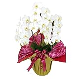 サンモクスイ 花 胡蝶蘭 産直 大輪3本立ち27輪（つぼみ含む） ゴールド系ラッピング