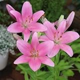 ＬＡユリ　エブロ　２球入