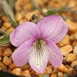 濃色叡山スミレ