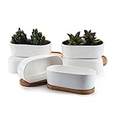 T4U 16.9CM 陶器鉢 白 楕円 植木鉢 多肉植物 サボテン鉢 竹トレイ付き 6個いり
