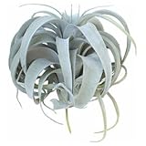 アートプランツ キセログラフィカ(観葉植物)フェイクグリーン B-GR
