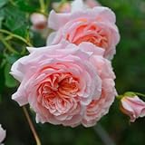 バラ苗 プシュケ 国産新苗4号鉢 四季咲き中輪 アプリコット系 ロサ オリエンティス