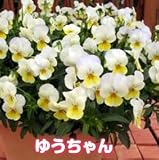 ビオラのタネ あいシリーズ 【ゆうちゃん】生産用タネ小分け　約20粒　 メール便発送