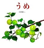 うめ (かがくのとも特製版) by rachel