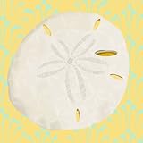 Oopsy daisy Sand Dollar on Yellow Stretched Canvas Wall Art by Meghann O'Hara, 10 by 10-Inch by Oops