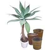アガベ・アテナータ 10号サイズ 【バスケット(鉢カバー) 付き】 バスケット02