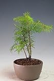 ミニ盆栽　トドマツの苗木
