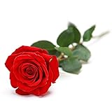 花 御祝い フラワーギフト 一輪のバラ