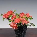 苗：深山霧島つつじ（紅雀）