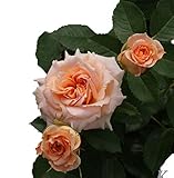 バラ苗 ピーチメイアンディナ 国産大苗6号スリット鉢 ミニチュア系 四季咲き中輪 ピンク系