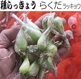 ラッキョウ 球根 らくだ らっきょう 球根 種子 300g