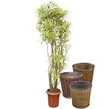 ソングオブインディア 10号サイズ【バスケット(鉢カバー) 付き】 バスケット03