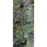 トキワマンサク苗 (青葉赤花) 5号ポット