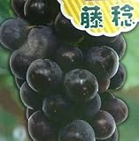 藤稔 ふじみのり （挿し木） ぶどう