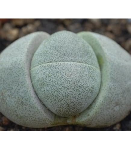 Amazon.co.jp: レア 多肉植物 リトープス 三面体 おばけ 6点 抜き苗