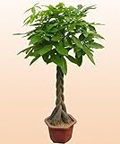 50個/袋、パキラ種子、鉢植え、種子、花の種、完全な様々な、出芽率95％、（混合色）