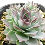 onセンペルビウム テクトラム ロイアナム 多肉植物 センペルビウム 9cmポット