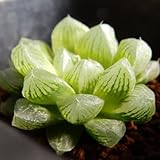 tkハオルチア 光るオブツーサ 多肉植物 7.5cm