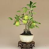 いよじ園 リンゴ/林檎 -冬あかね- 小品盆栽（いよじ園）