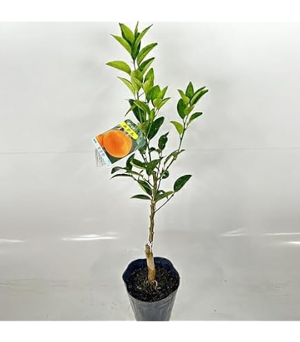 Amazon.co.jp: みかん 苗木 せとか (PVP) 13.5cmポット苗 ミカン 苗