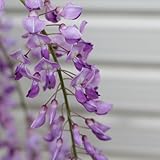 庭木:花藤(黒龍) H:約70-80cm