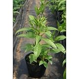 センリョウ (千両) 5号ポット