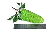 Bitter Melon人工フルーツLifelikeシミュレーション人工フェイクフルーツ
