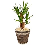 青年の木 ユッカ 6号鉢バスケット 観葉植物 インテリア グリーン