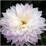 花の種はordinally由佳子ダリア球根種子盆栽の花入力 - 100個の種子を,!