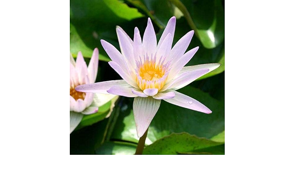 Amazon Co Jp ビオトープ 睡蓮 熱帯性睡蓮 スイレン 淡桃 ヒラリー １ポット 休眠株 ペット用品